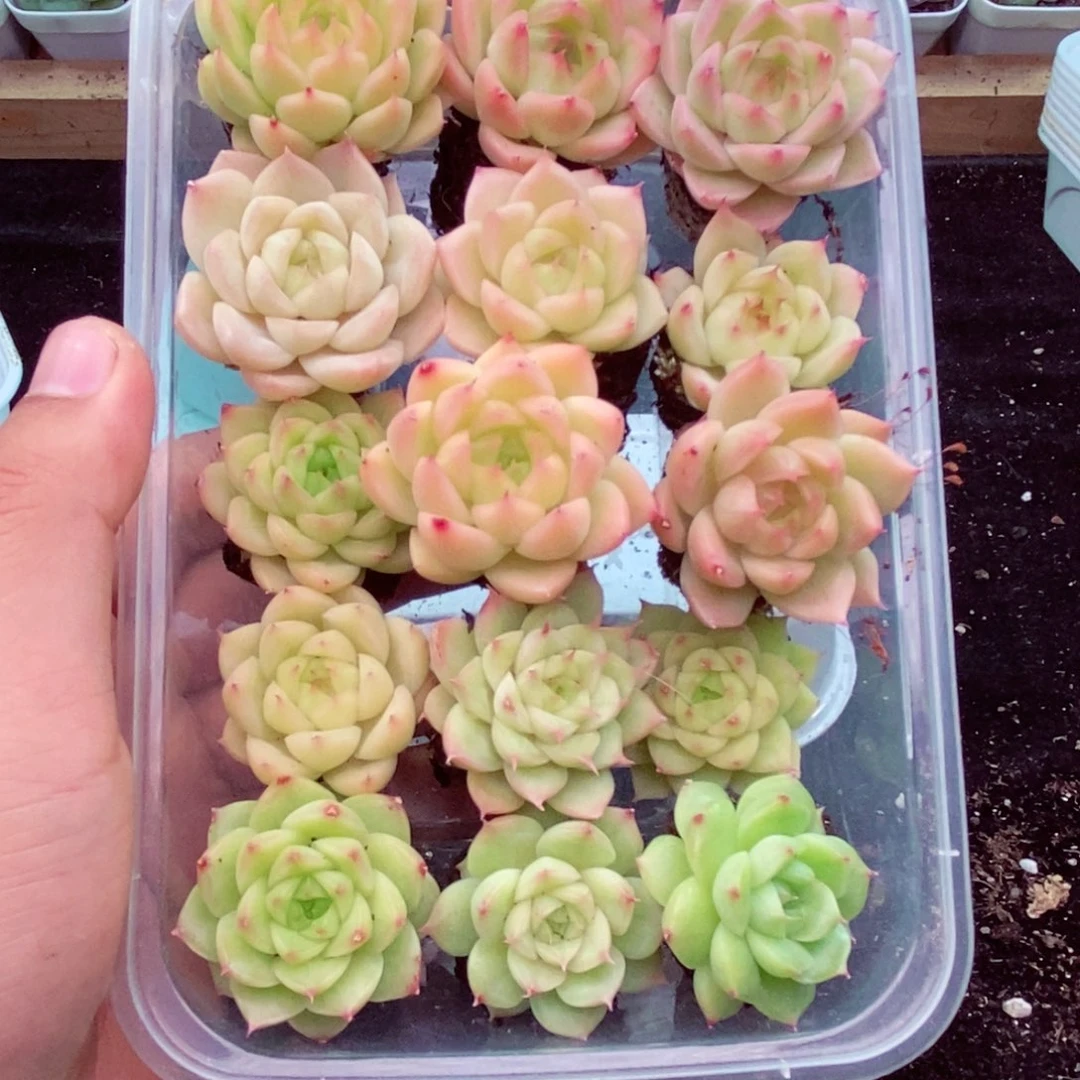 1-97  新疆西藏内蒙到付。一盒包邮2-3公分