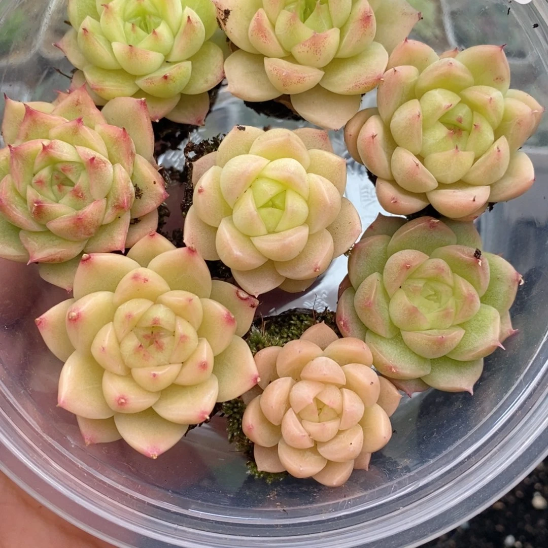 1-455 新疆西藏内蒙到付 一盒包邮 2-3公分