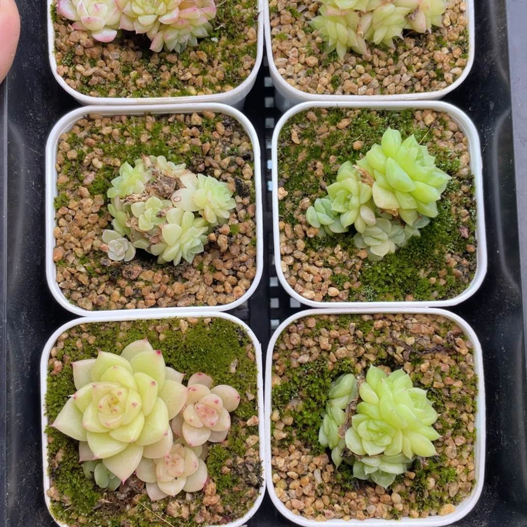 1-280 新疆西藏内蒙到付，其他一盒包邮 2-3公分多肉