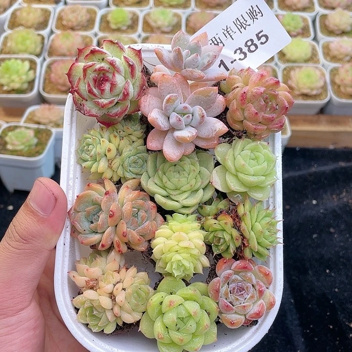 【闪购商品】1-385除去新疆西藏内蒙一盒包邮
