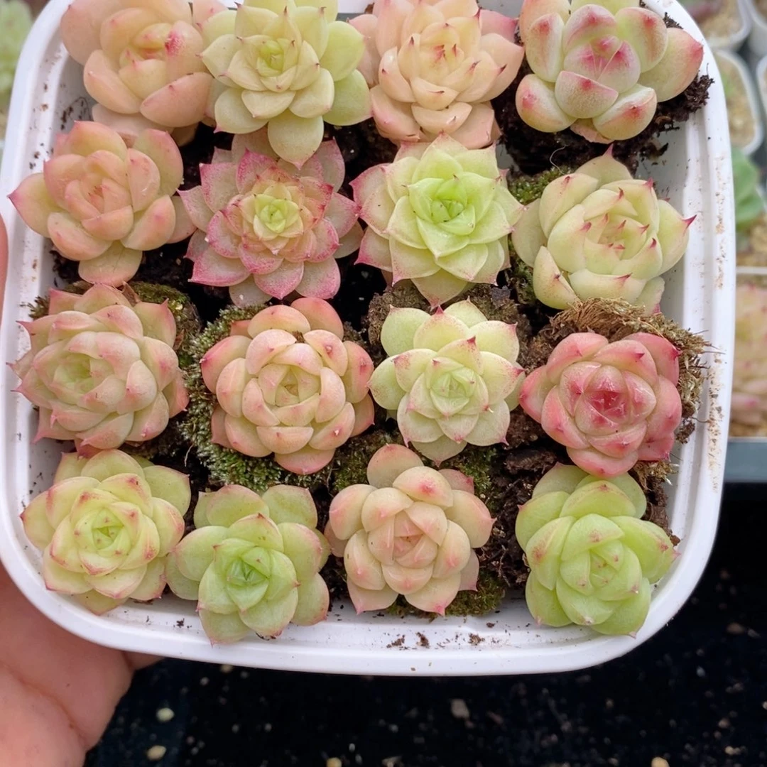 1-625 新疆西藏内蒙到付 一盒包邮 2-3公分