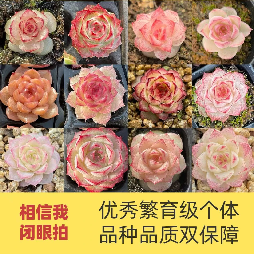 女王麦秆精品多肉植物带盆带土粉色新手好养高端贵货套餐组合