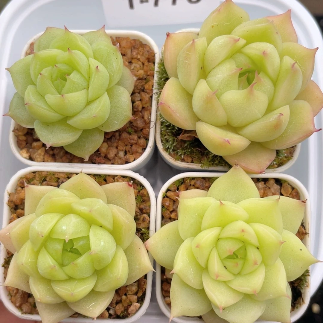 1-773 新疆西藏内蒙到付 一盒包邮2-3公分