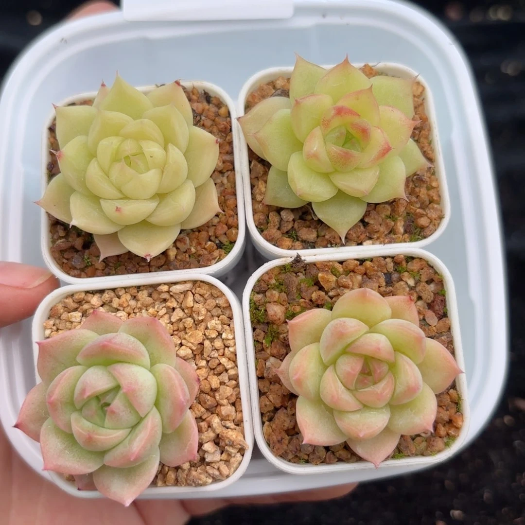 717 新疆西藏内蒙默认到付 其他一单包邮 多肉