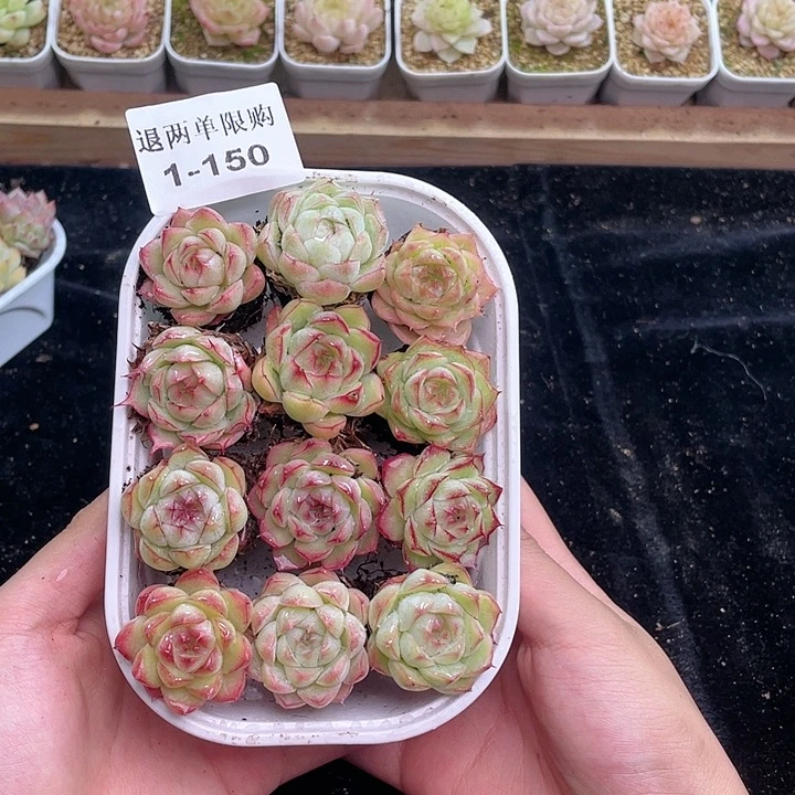 【闪购商品】1-150 除去新疆西藏内蒙古一盒包邮