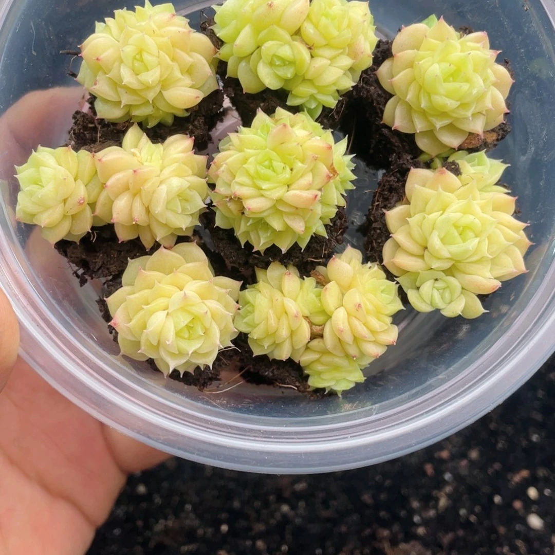 1-478 新疆西藏内蒙到付其他一盒包邮2-3公分