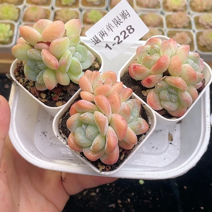 【闪购商品】1-228 新疆西藏内蒙一盒包邮