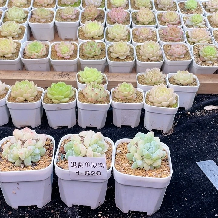 1-520 除去新疆西藏内蒙一盒包邮