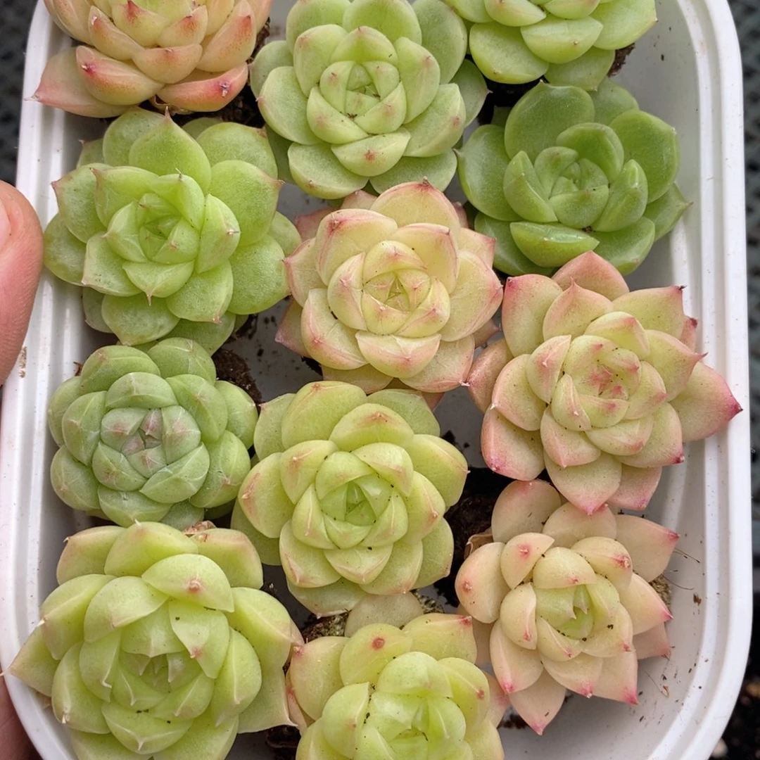 1-718 新疆西藏内蒙不发 一盒包邮 2-3公分