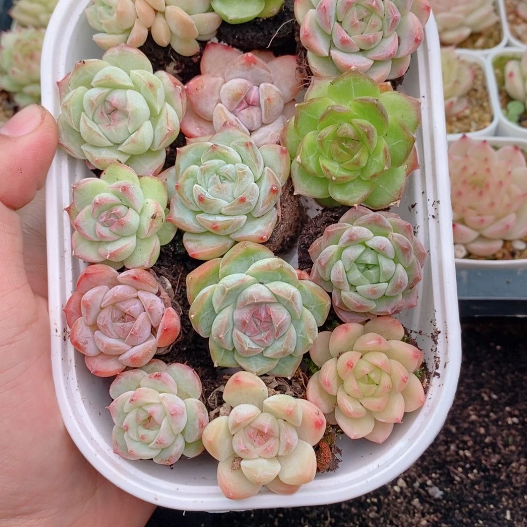 1-325 新疆西藏内蒙到付 一盒包邮。2-3公