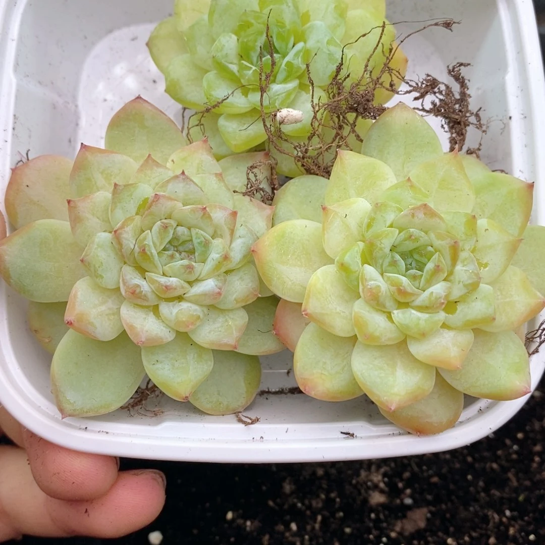 1-997 新疆西藏内蒙到付 一盒包邮 2-3公分