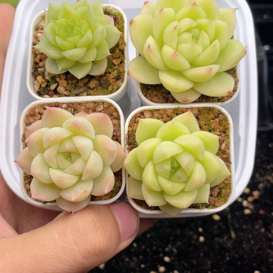 1-793 新疆西藏内蒙到付 一盒包邮2-3公分
