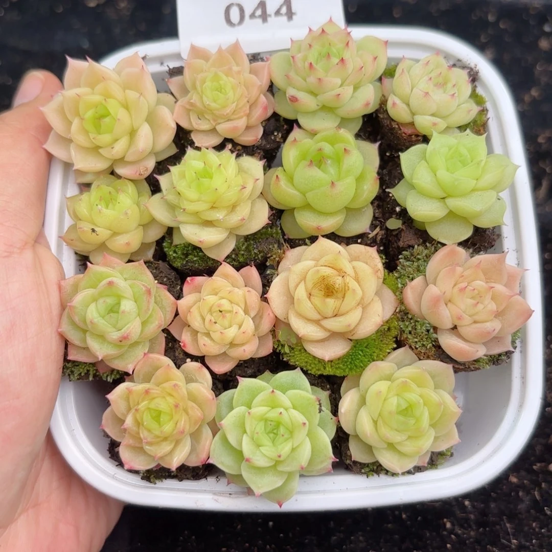 044 新疆西藏内蒙古默认到付其他一盒包邮尺寸两到三公分多肉