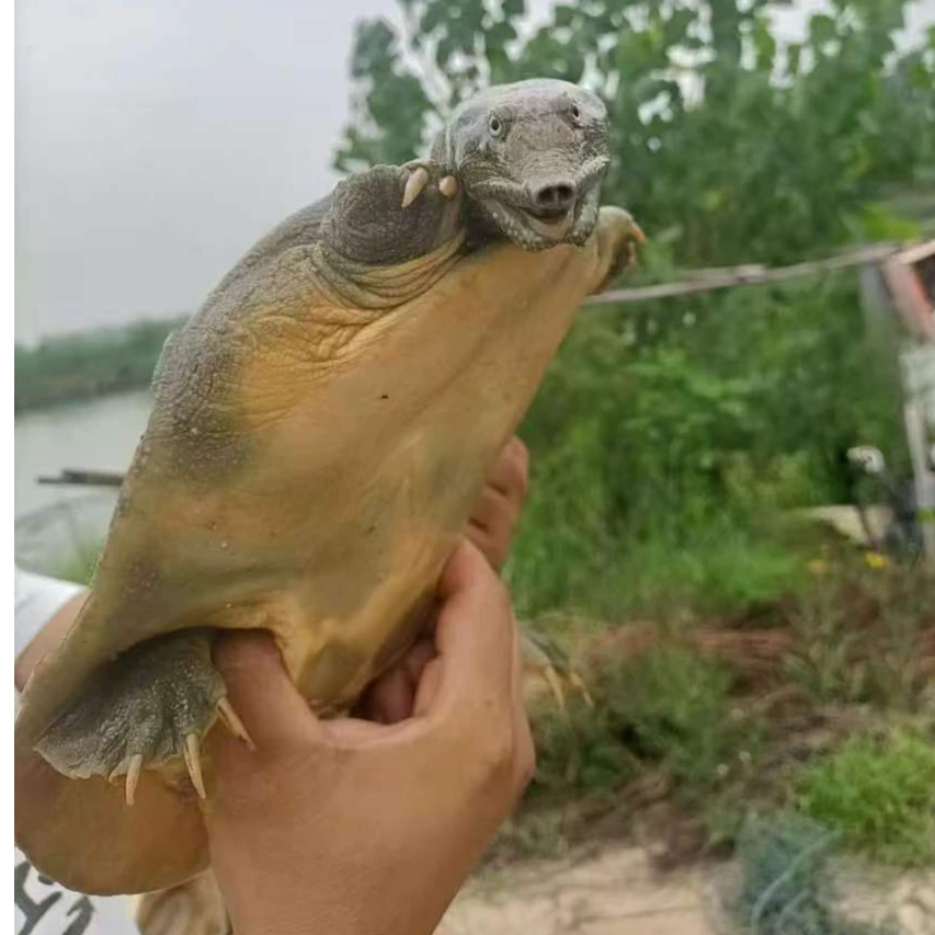 甲鱼直播间现挑现卖外塘青黄背生态野外放养仿野生鲜活老鳖水鱼王
