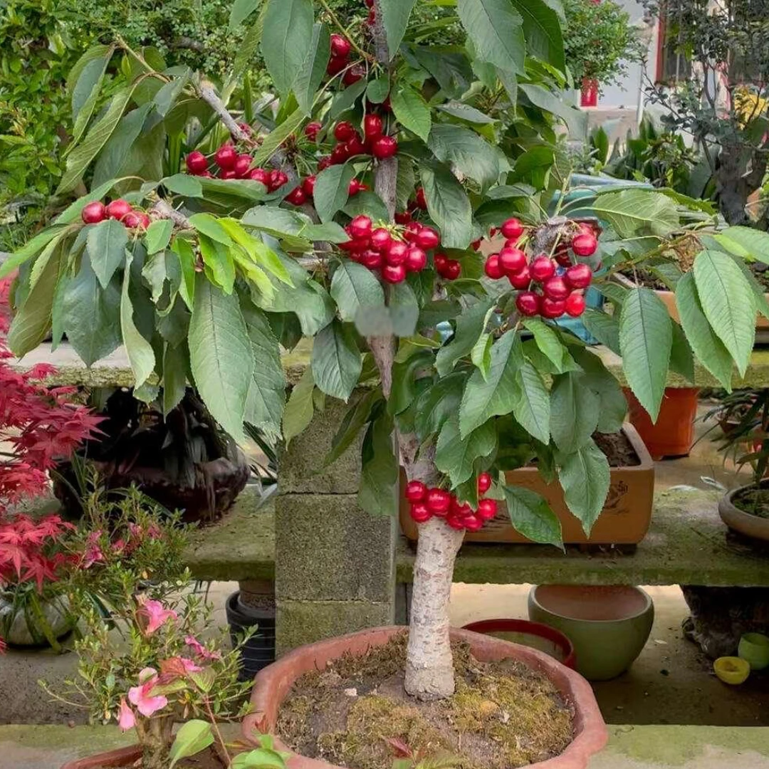 原盆原土带花芽车厘子树苗盆栽地栽南北方种植黑珍珠智利车厘子苗
