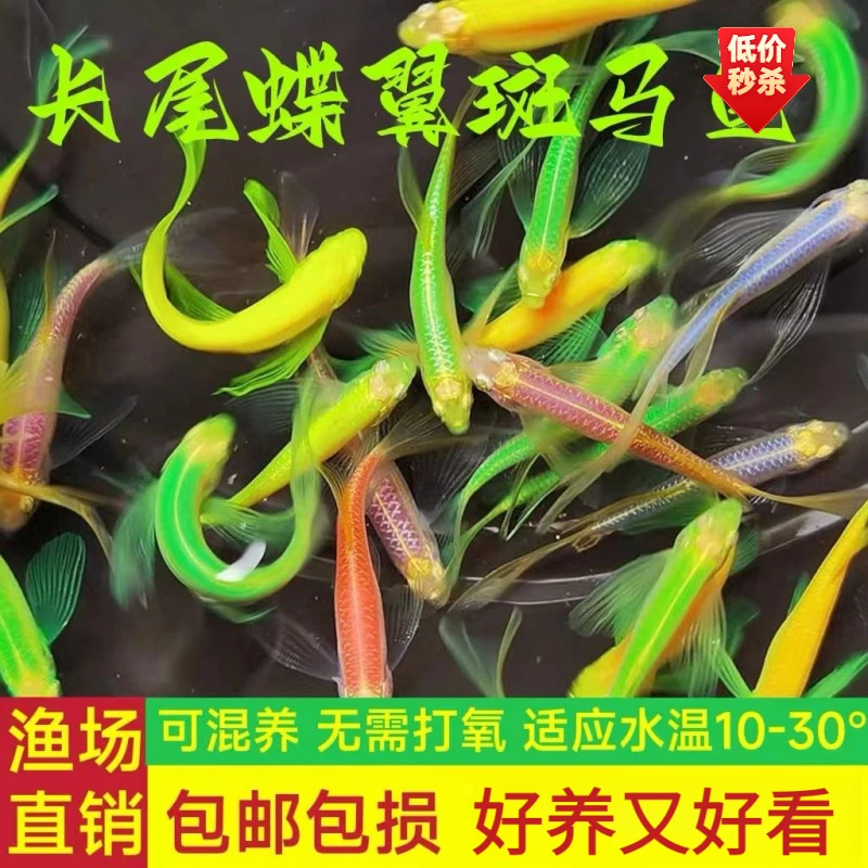 蝶翼斑马鱼长尾长鳍大帆翡翠绿观赏鱼冷水小型淡水好养小活鱼活体
