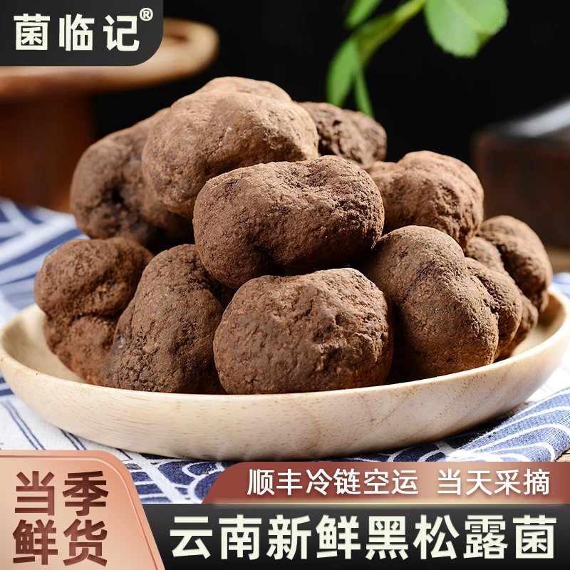 云南高黎贡山新鲜黑松露 食用菌猪拱菌250g-500g煲汤提鲜夏季松露