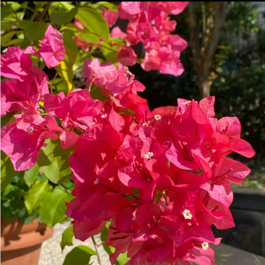 赏锐花卉（同安红）庭院阳台爬藤四季开花