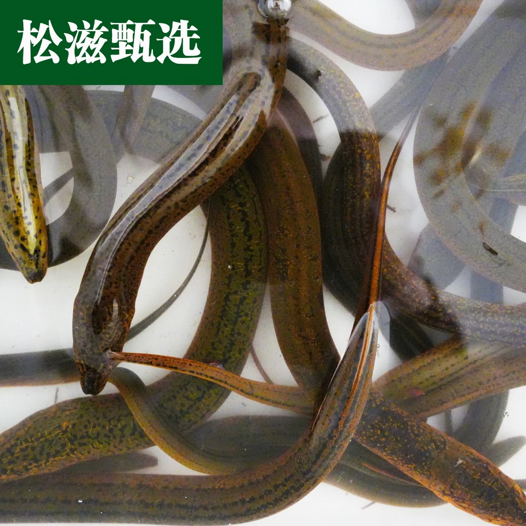 湖北松滋农村稻田土鳝鱼纯野生黄鳝2斤-3斤顺丰包邮