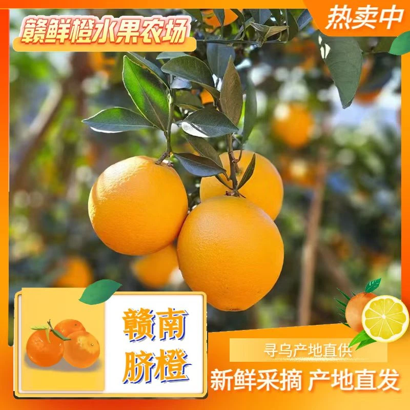 【寻乌直发】正宗赣南脐橙产地现摘现发手剥橙甜橙应季水果5/10斤