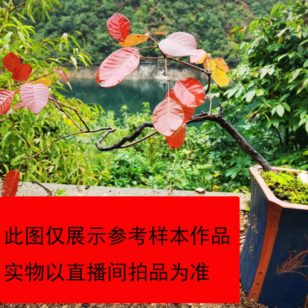 红花映山红杜鹃老桩树根可培植盆景素材物直播演讲