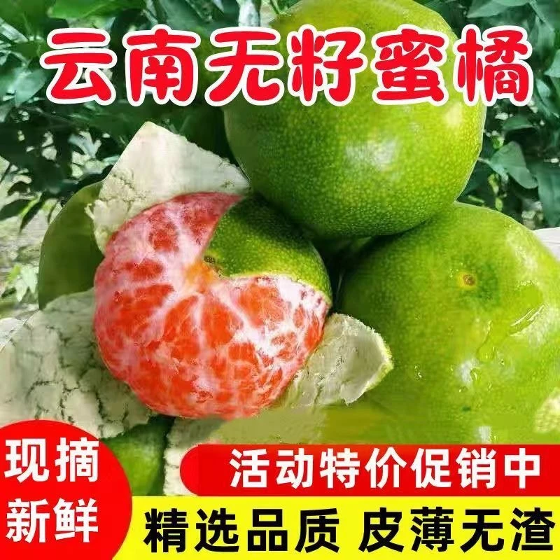 【青皮蜜桔】新鲜蜜桔酸甜多汁现摘云南青皮无籽无渣柑橘子孕妇水果