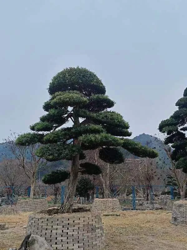 庭院造型树罗汉松四季常青不落叶耐寒耐热一物一拍