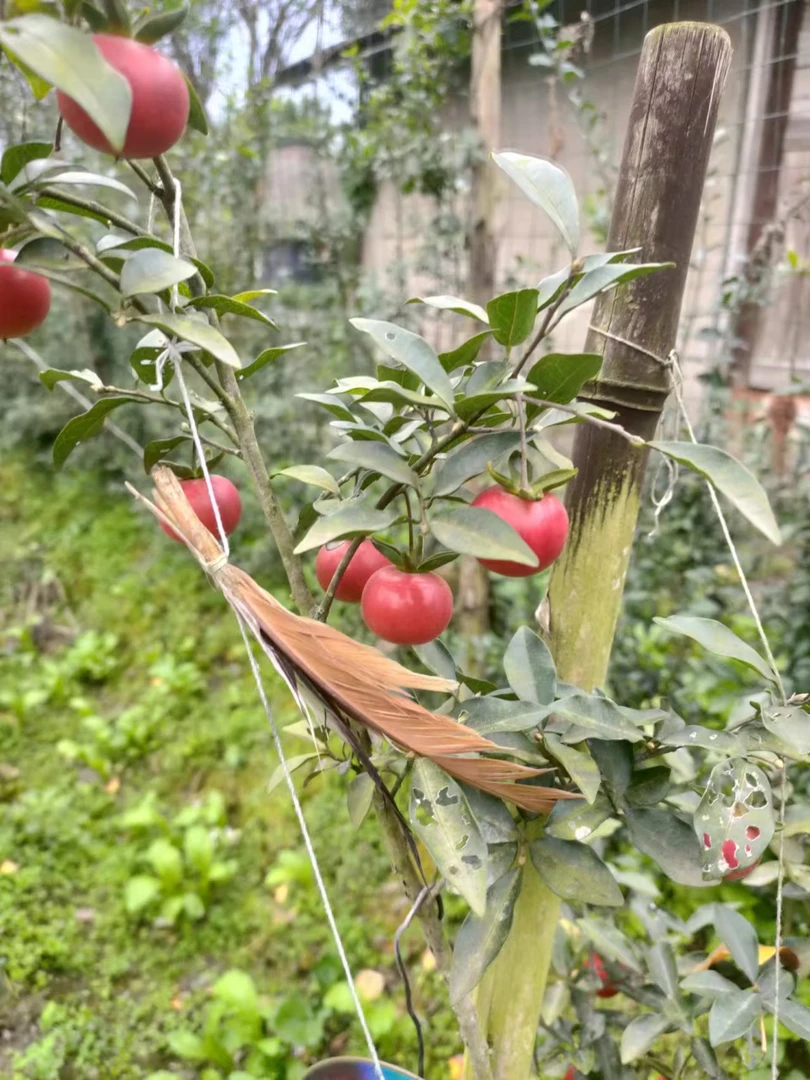 2024新款胡建手工花卉绿植盆栽造型盆景1号