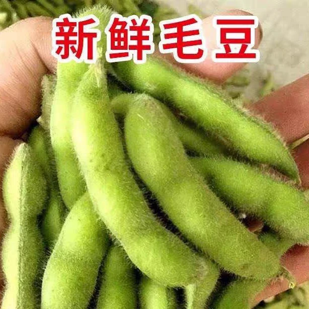 2024当季农家自种毛豆新鲜带壳一整箱大青豆现摘现货当季时令蔬菜