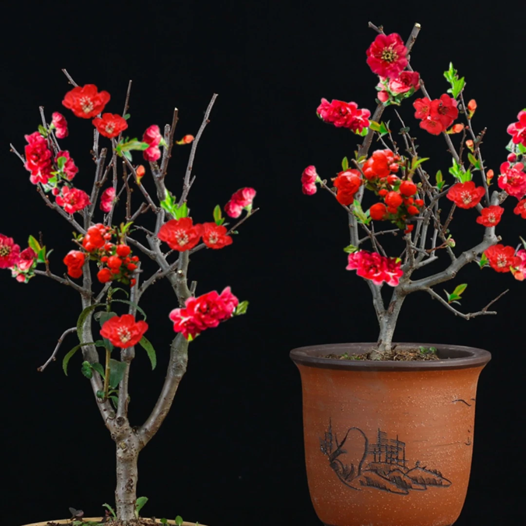 海棠花盆栽长寿冠花卉室外室内盆景植物老桩耐寒植物重瓣大花海棠