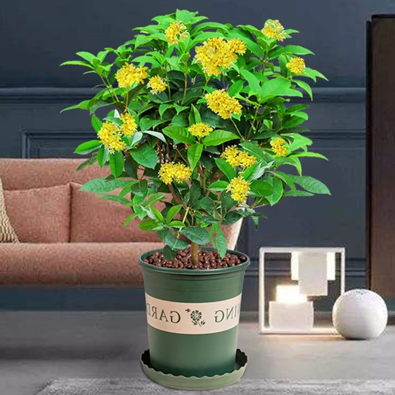 基地桂花树苗盆栽室内香气植物庭院地栽花卉四季桂浓香型好养易活