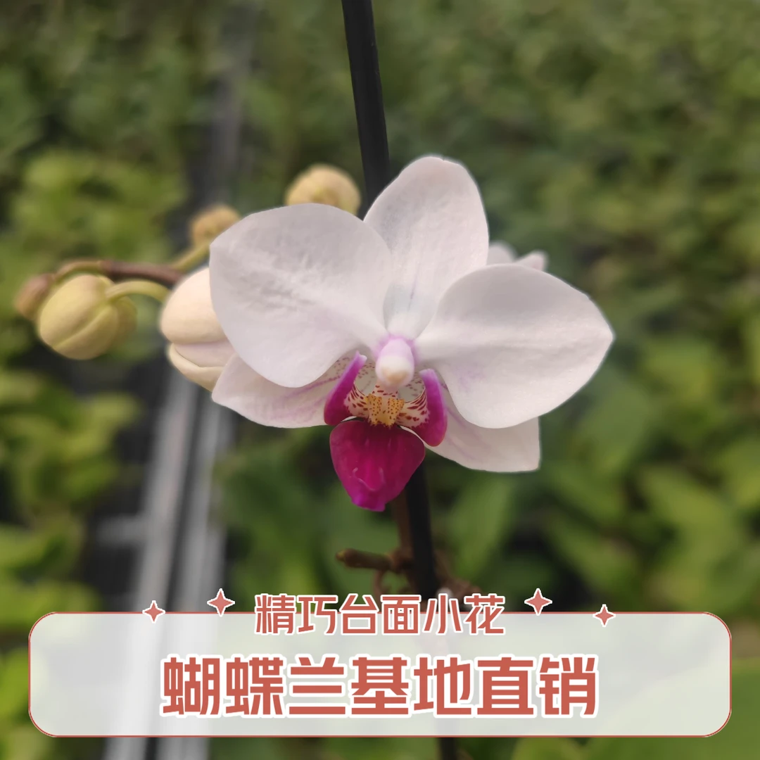 小红唇桌面小花蝴蝶兰基地直销带花带花苞散光通风微浇水室内精品
