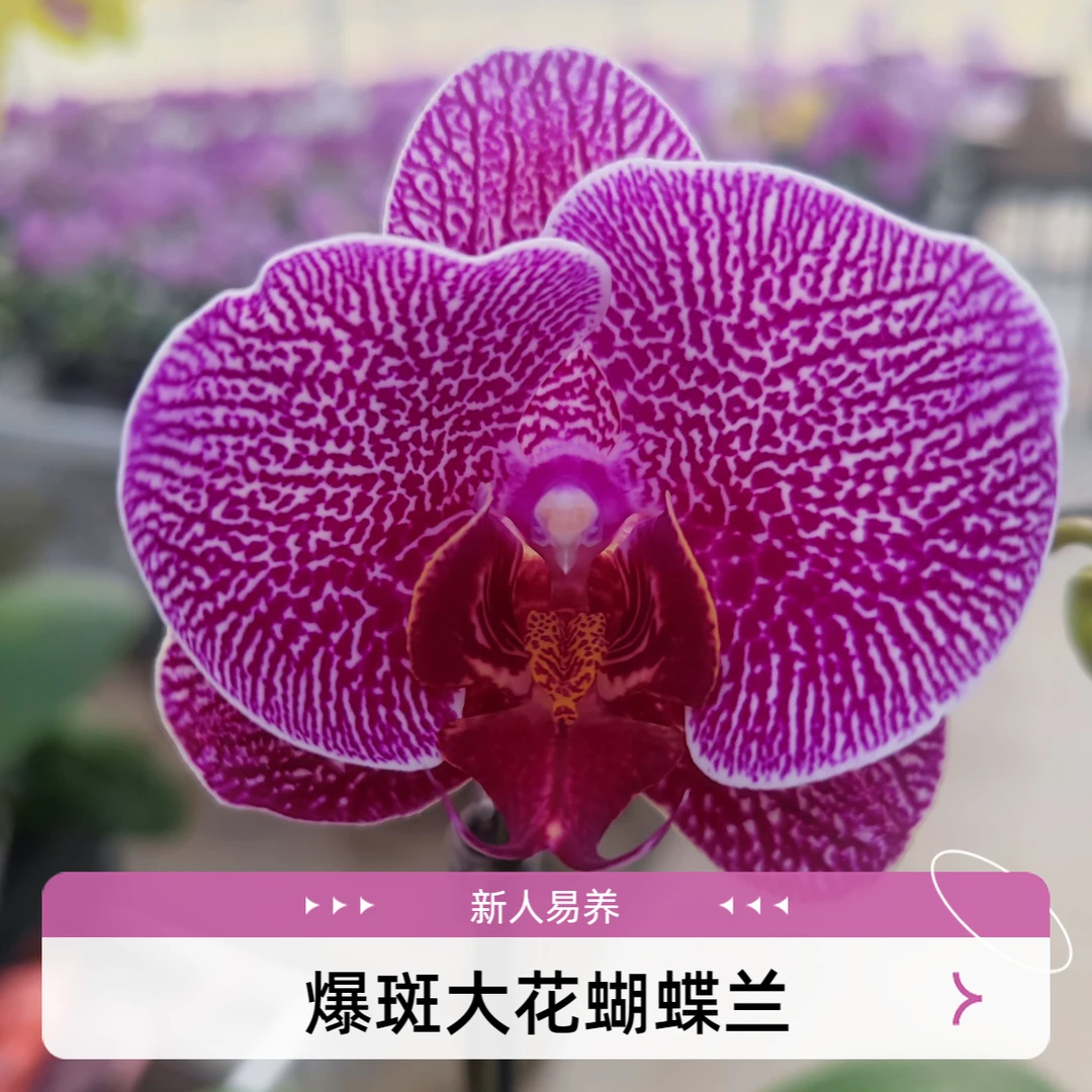 豹斑大花蝴蝶兰基地直销带花带花苞室内散光通风微浇水新人易养