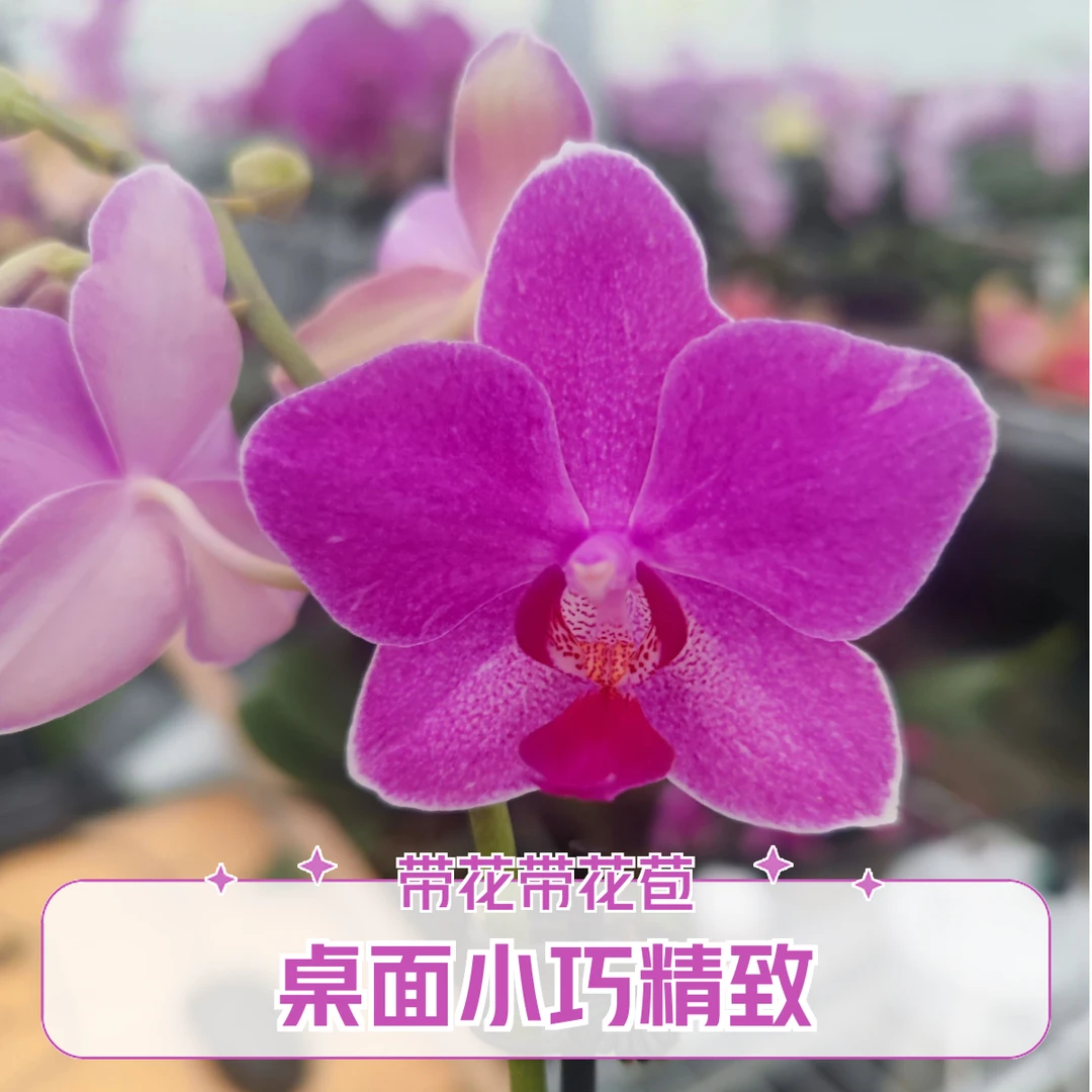 星精灵组盆有惊喜系列蝴蝶兰基地直销带花带花苞室内新人易养精品