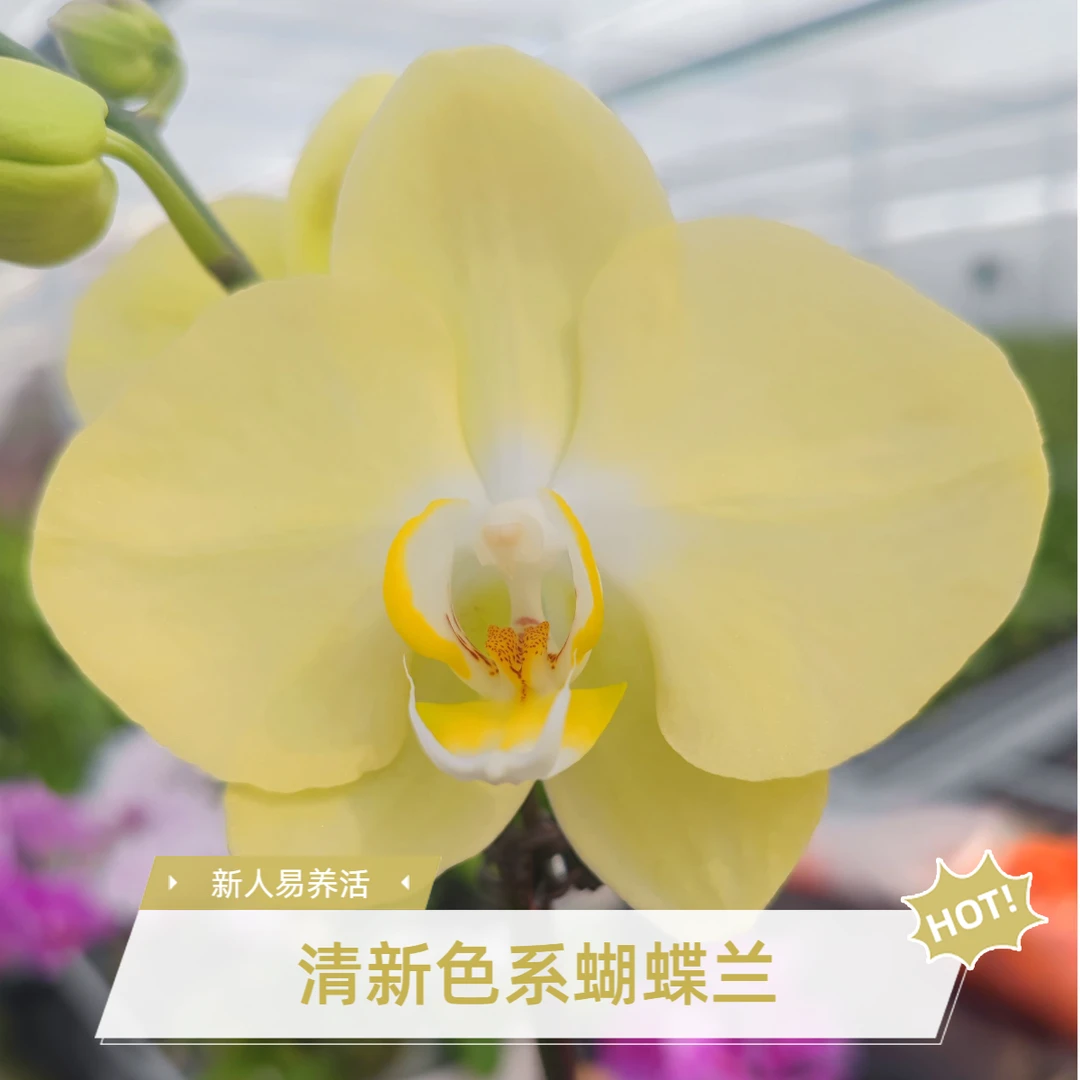 青睐大花蝴蝶兰基地直销带花带花苞室内散光通风微浇水新人易养活