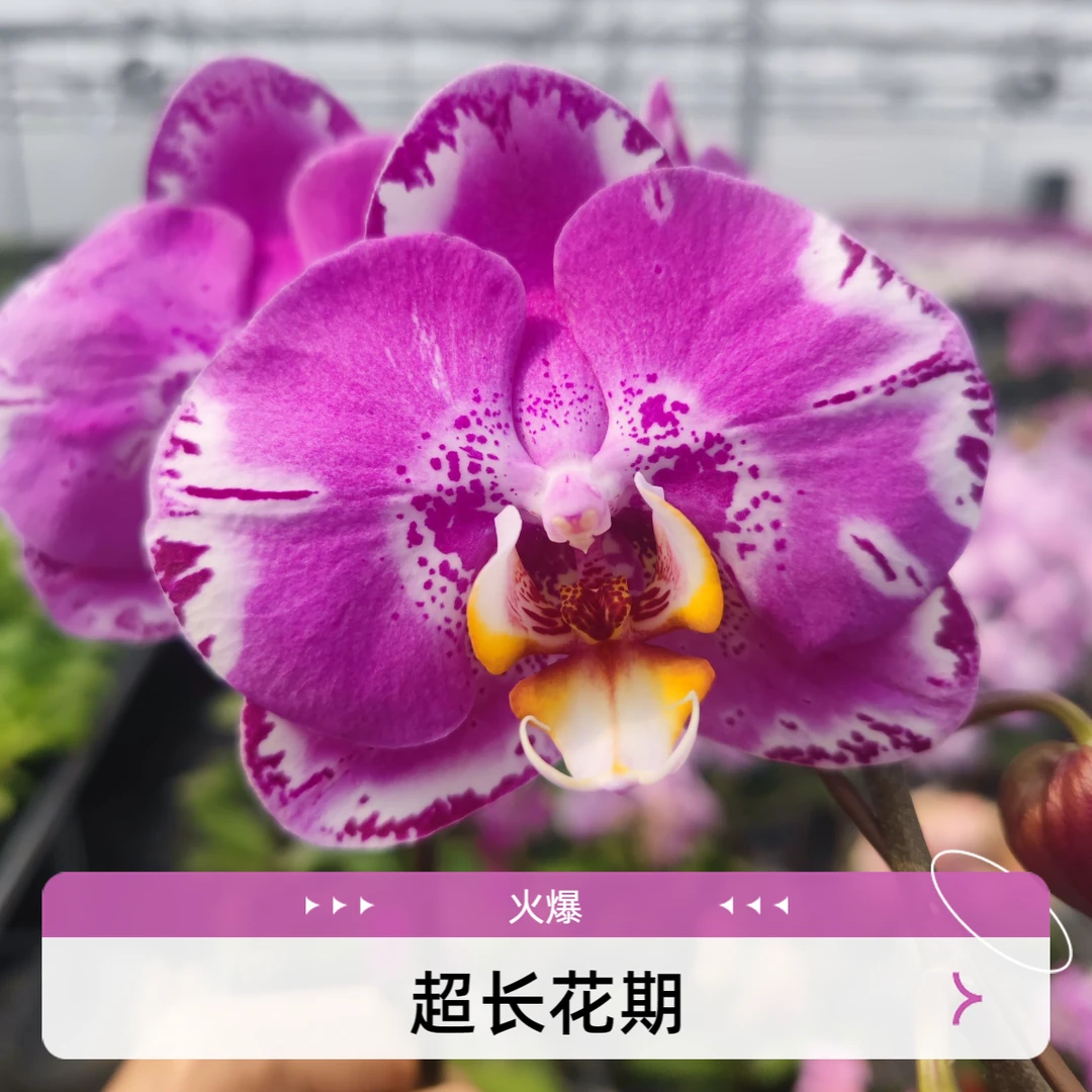 藏宝图大花蝴蝶兰基地直销批发室内精品带花苞兰花花卉绿植易养活