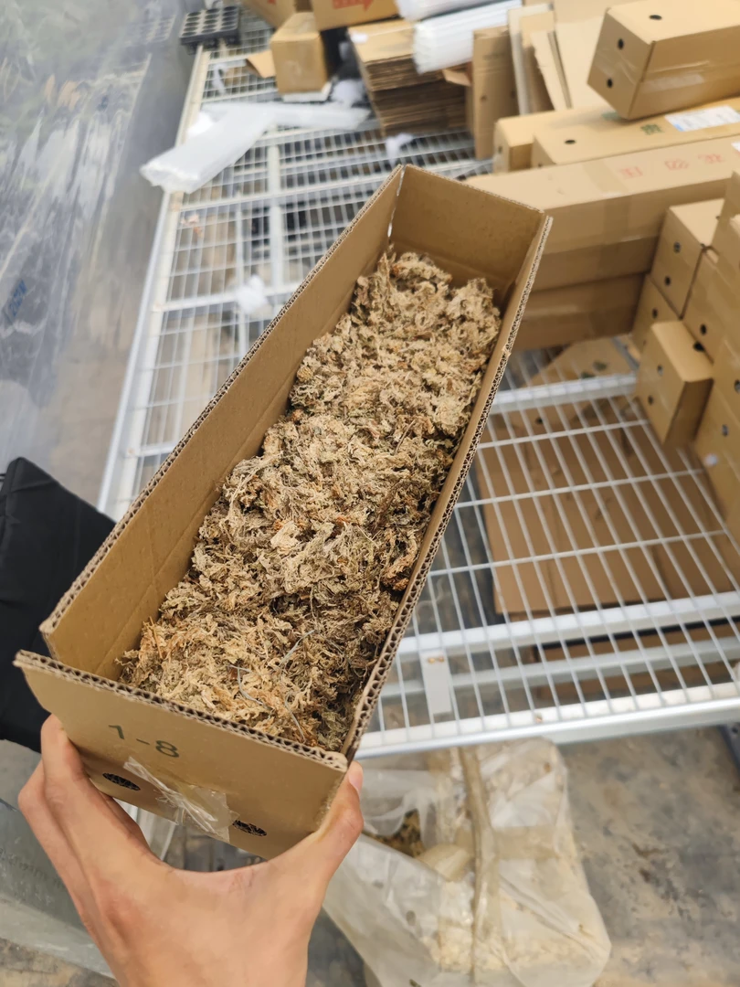 水苔蝴蝶兰基地直销.基地养护蝴蝶兰适用