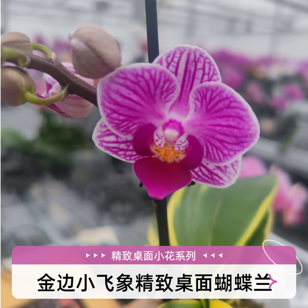 金边小飞象桌面花迷你小型蝴蝶兰基地直销带花带花苞新人易养精品