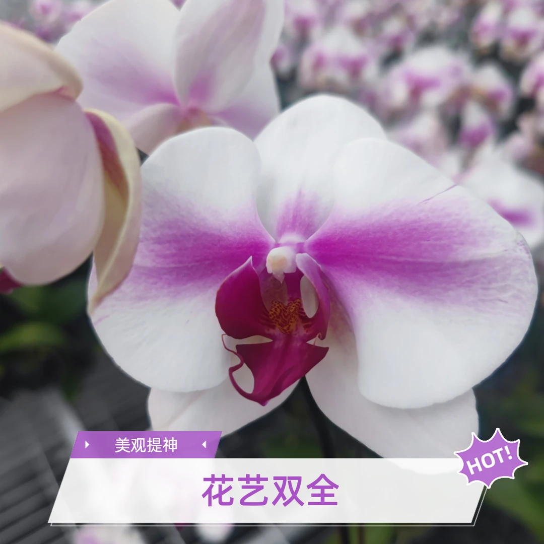 婚纱蝴蝶兰基地种植直发精品欧品白色花系适合室内外办公室大型花