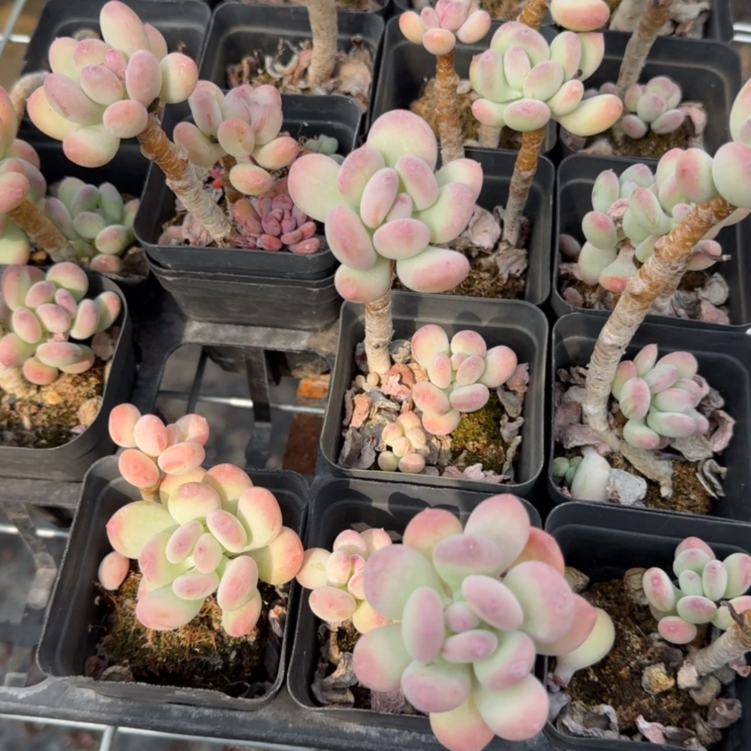 【闪购商品】141号三日月美人