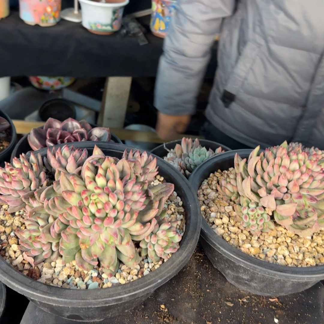 【闪购商品】岩字多肉