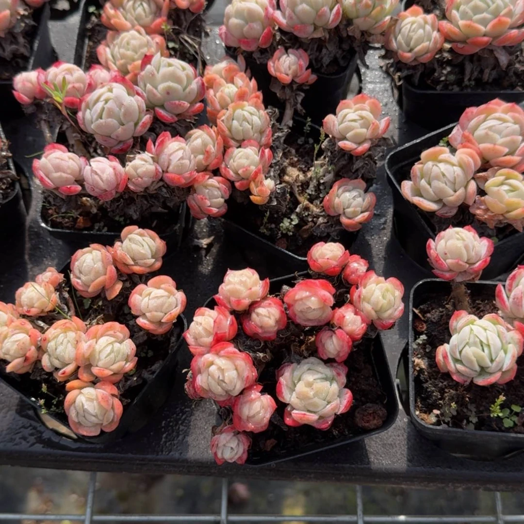 【闪购商品】9号草莓贝瑞