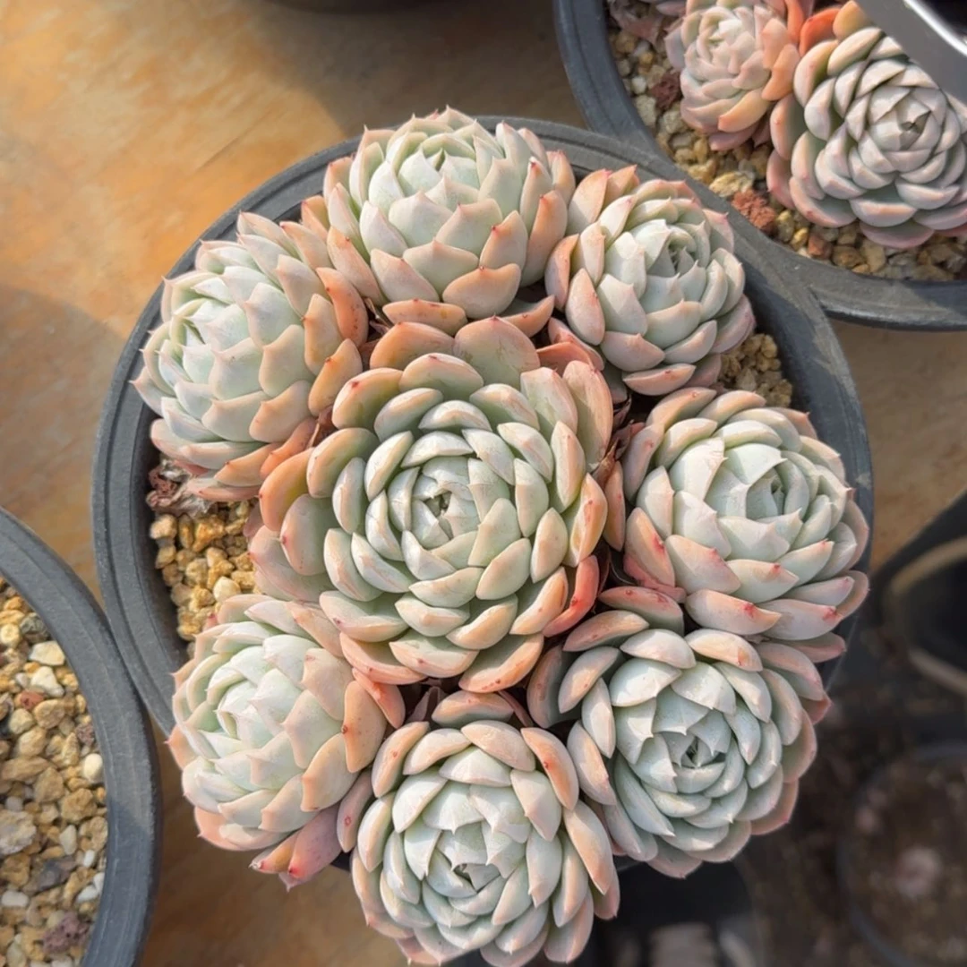 【闪购商品】墨西哥雪球