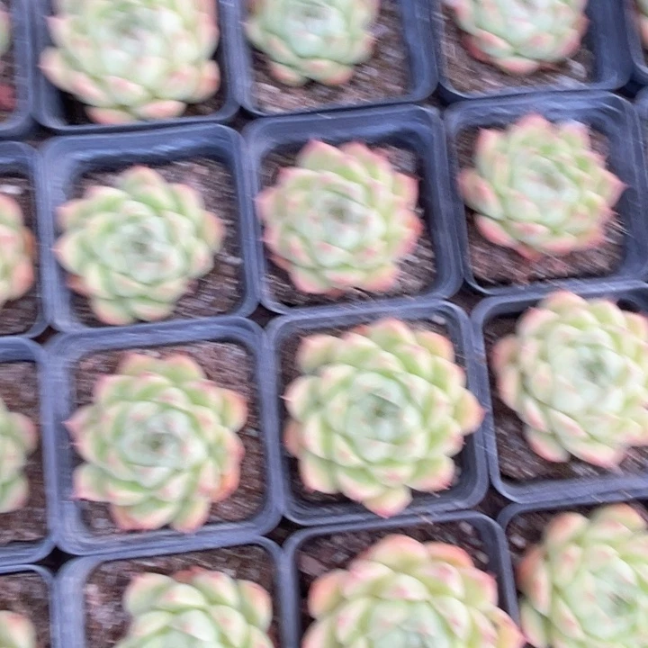 油亮东云3颗多肉