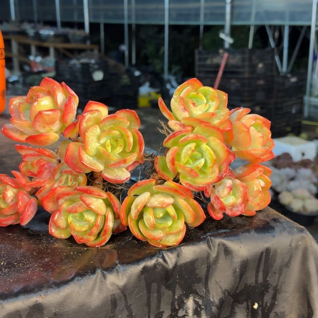 【闪购商品】白月光多肉