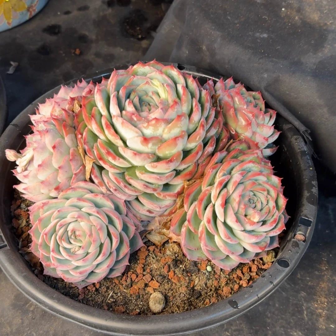 【闪购商品】侧影带盆土