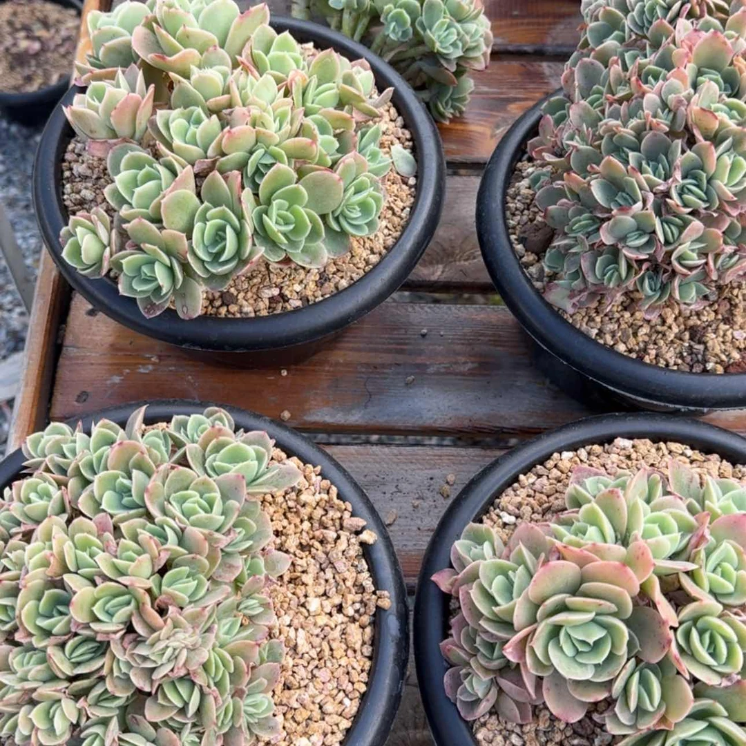 【闪购商品】星娜塔朵朵缀化多肉