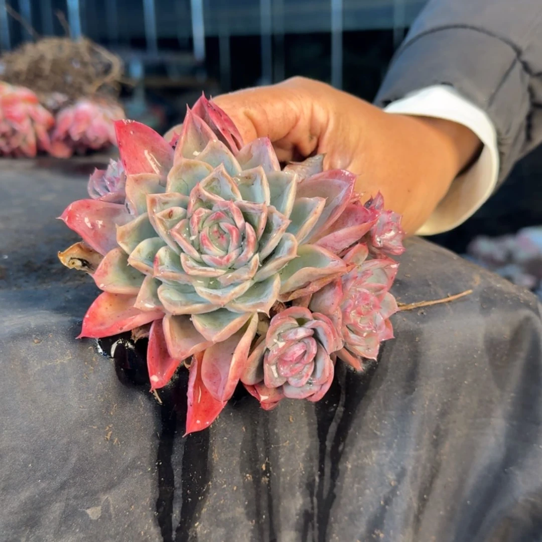 【闪购商品】落樱多肉