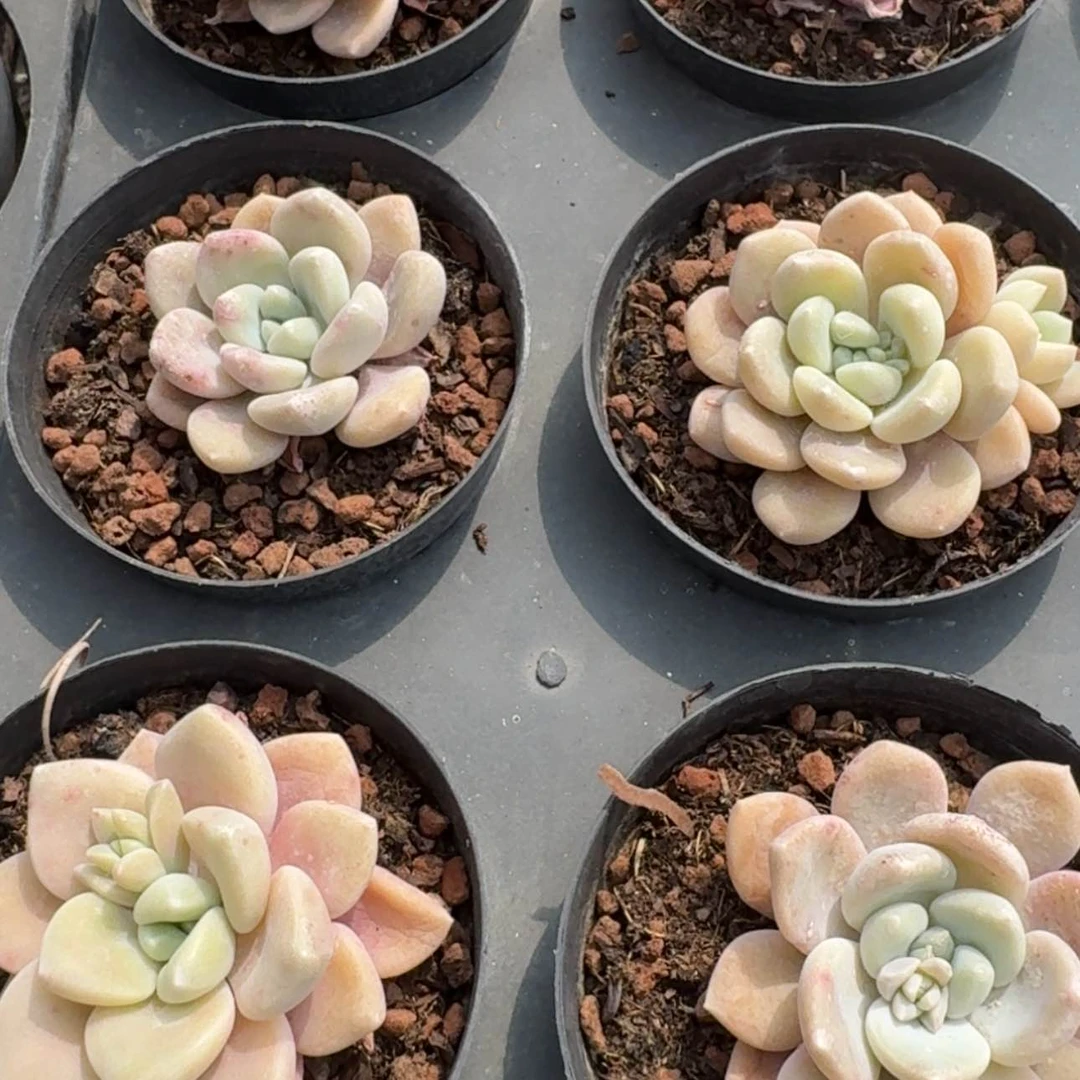 【闪购商品】34号白鹭
