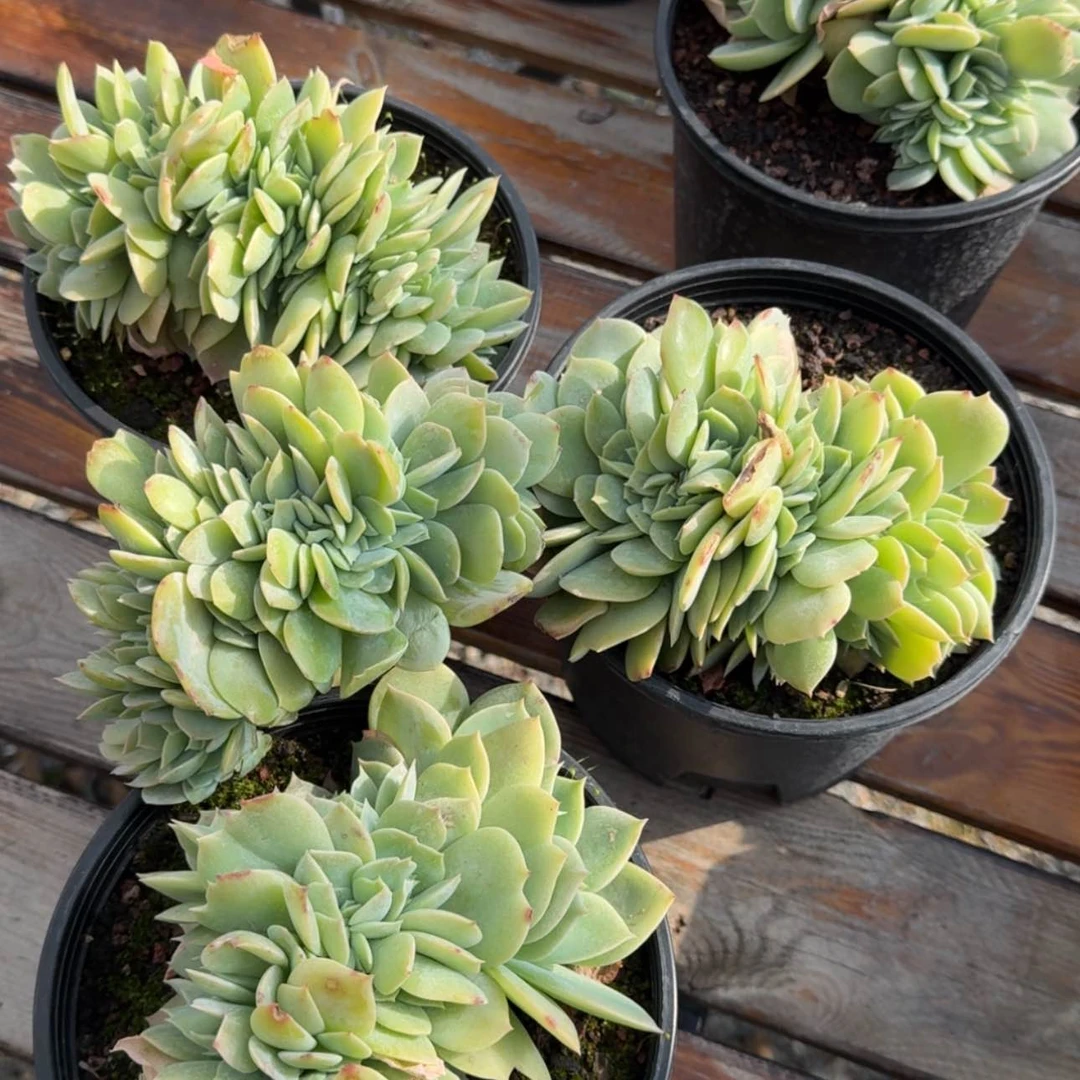 【闪购商品】韩版白凤缀化